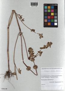 Пикульник двунадрезанный, Жабрей Boenn., Сибирь, Алтай и Саяны (S2) (Россия)