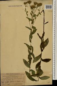 Pentanema asperum (Poir.) G.V.Boiko & Korniy., Кавказ, Азербайджан (K6) (Азербайджан)