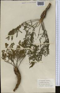 Apiaceae, Средняя Азия и Казахстан, Северный и Центральный Казахстан (M10) (Казахстан)
