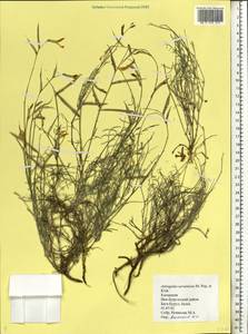 Астрагал украинский Popov & Klokov, Восточная Европа, Нижневолжский район (E9) (Россия)