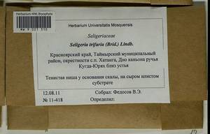 Seligeria trifaria (Brid.) Lindb., Гербарий мохообразных, Мхи - Красноярский край, Тыва и Хакасия (B17) (Россия)