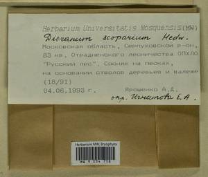 Dicranum scoparium Hedw., Гербарий мохообразных, Мхи - Москва и Московская область (B6a) (Россия)