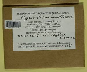 Glyphomitrium humillimum (Mitt.) Cardot, Гербарий мохообразных, Мхи - Дальний Восток (без Чукотки и Камчатки) (B20) (Россия)