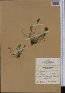 Oxytropis campestris (L.)DC., Западная Европа (EUR) (Франция)