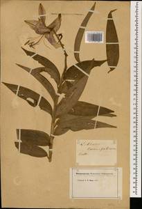 Лилия ланцетолистная Thunb., Зарубежная Азия (ASIA) (Неизвестно)