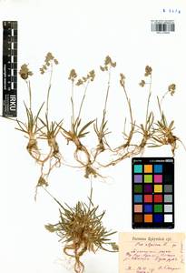 Мятлик альпийский L., Сибирь, Прибайкалье и Забайкалье (S4) (Россия)