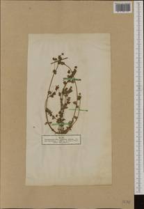Trifolium michelianum Savi, Западная Европа (EUR) (Германия)