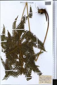 Polypodiopsida, Африка (AFR) (Эфиопия)