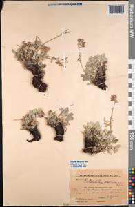 Лапчатка Оверина Rupr. ex Boiss., Кавказ, Краснодарский край и Адыгея (K1a) (Россия)