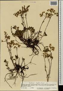 Очиток гибридный (L.) 't Hart, Монголия (MONG) (Монголия)