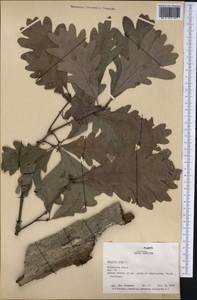 Quercus alba L., Америка (AMER) (США)