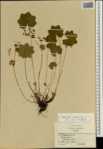 Манжетка сарматская Juz., Восточная Европа, Западно-Украинский район (E13) (Украина)