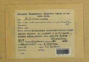 Aulacomnium palustre (Hedw.) Schwägr., Гербарий мохообразных, Мхи - Центральное Нечерноземье (B6) (Россия)