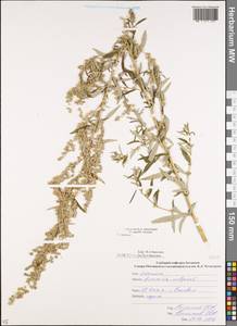 Полынь обыкновенная, Чернобыльник L., Кавказ, Южная Осетия (K4b) (Южная Осетия)