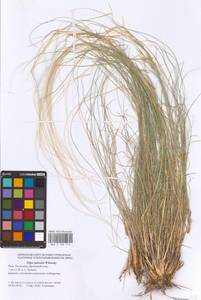 Ковыль Залесского Wilensky, Восточная Европа, Нижневолжский район (E9) (Россия)