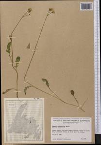 Packera paupercula (Michx.) Á. Löve & D. Löve, Америка (AMER) (Канада)