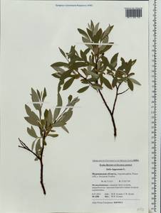 Ива лопарская L., Восточная Европа, Северный район (E1) (Россия)