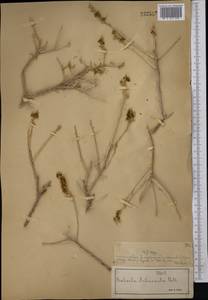 Collinosalsola arbusculiformis (Drobnick), Средняя Азия и Казахстан, Муюнкумы, Прибалхашье и Бетпак-Дала (M9) (Казахстан)