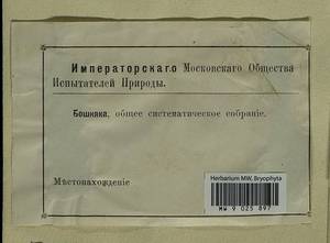 Calliergon cordifolium (Hedw.) Kindb., Гербарий мохообразных, Мхи - Москва и Московская область (B6a) (Россия)