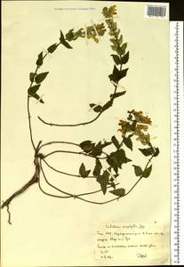 Шлемник приземистый L., Восточная Европа, Восточный район (E10) (Россия)