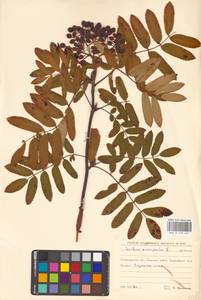 Рябина обыкновенная L., Восточная Европа, Северо-Западный район (E2) (Россия)