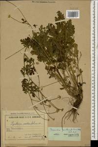 Пижма девичьелистная (Willd.) Sch.Bip., Кавказ, Армения (K5) (Армения)