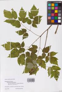Actaea rubra subsp. rubra, Восточная Европа, Северный район (E1) (Россия)