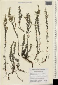 Полынь австрийская Jacq., Крым (KRYM) (Россия)