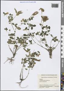 Аргиролобиум Биберштейна P.W.Ball, Кавказ, Грузия (K4) (Грузия)