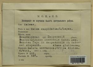 Plagiomnium cuspidatum (Hedw.) T.J. Kop., Гербарий мохообразных, Мхи - Москва и Московская область (B6a) (Россия)