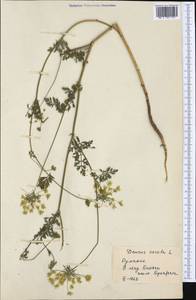 Морковь обыкновенная, Морковь дикая L., Западная Европа (EUR) (Румыния)