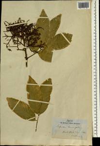 Sapindus trifoliatus L., Зарубежная Азия (ASIA) (Индия)