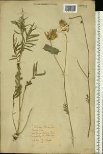 Rhaponticoides ruthenica (Lam.) M. V. Agab. & Greuter, Восточная Европа, Ростовская область (E12a) (Россия)