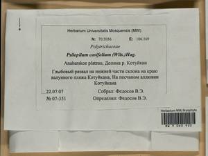 Psilopilum cavifolium (Wilson) I. Hagen, Гербарий мохообразных, Мхи - Красноярский край, Тыва и Хакасия (B17) (Россия)