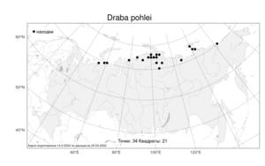 Draba pohlei, Крупка Поле Tolm., Атлас флоры России (FLORUS) (Россия)