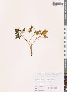 Sceptridium multifidum (S.G.Gmel.) M.Nishida ex Tagawa, Сибирь, Чукотка и Камчатка (S7) (Россия)