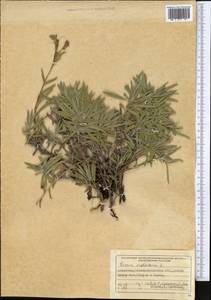 Оносма простейшая L., Средняя Азия и Казахстан, Муюнкумы, Прибалхашье и Бетпак-Дала (M9) (Казахстан)