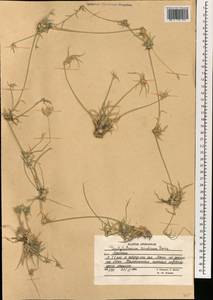 Dactyloctenium scindicum Boiss., Зарубежная Азия (ASIA) (Афганистан)