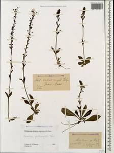 Вероника горечавковая Vahl, Кавказ, Ставропольский край, Карачаево-Черкесия, Кабардино-Балкария (K1b) (Россия)