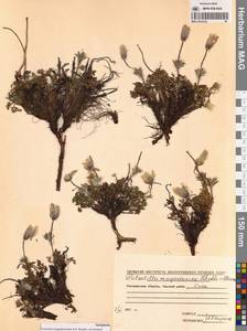 Прострел магаданский Khokhr. & Vorosch., Сибирь, Чукотка и Камчатка (S7) (Россия)