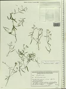 Cynanchica tinctoria (L.) Fourr., Восточная Европа, Белоруссия (E3a) (Белоруссия)