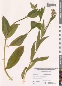 Смолевка обыкновенная L., Сибирь, Чукотка и Камчатка (S7) (Россия)