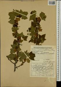 Смородина черная L., Монголия (MONG) (Монголия)