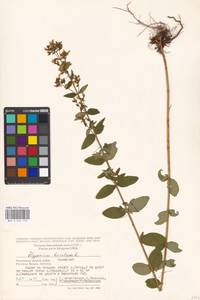 Зверобой волосистый, Зверобой жестковолосый L., Восточная Европа, Московская область и Москва (E4a) (Россия)