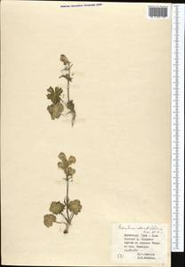 Борец круглолистный Kar. & Kir., Средняя Азия и Казахстан, Северный и Центральный Тянь-Шань (M4) (Киргизия)