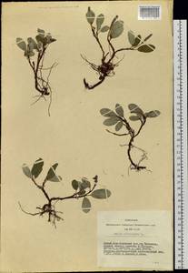 Ива сетчатая L., Сибирь, Алтай и Саяны (S2) (Россия)