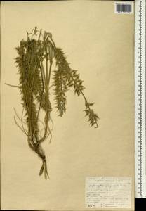 Astragalus siliquosus, Зарубежная Азия (ASIA) (Турция)