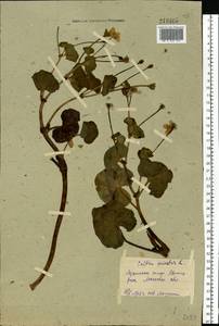 Калужница болотная L., Восточная Европа, Московская область и Москва (E4a) (Россия)