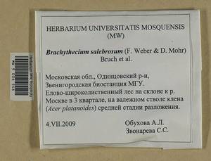 Brachythecium salebrosum (Hoffm. ex F. Weber & D. Mohr) Schimp., Гербарий мохообразных, Мхи - Москва и Московская область (B6a) (Россия)