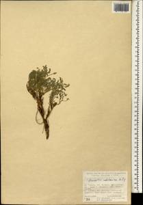 Astragalus adzharicus M. Popov, Зарубежная Азия (ASIA) (Турция)